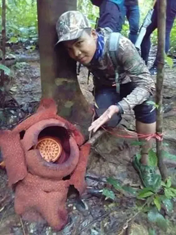 A man in camouflage gear poses beside a large Rafflesia flower in a Malaysian rainforest.