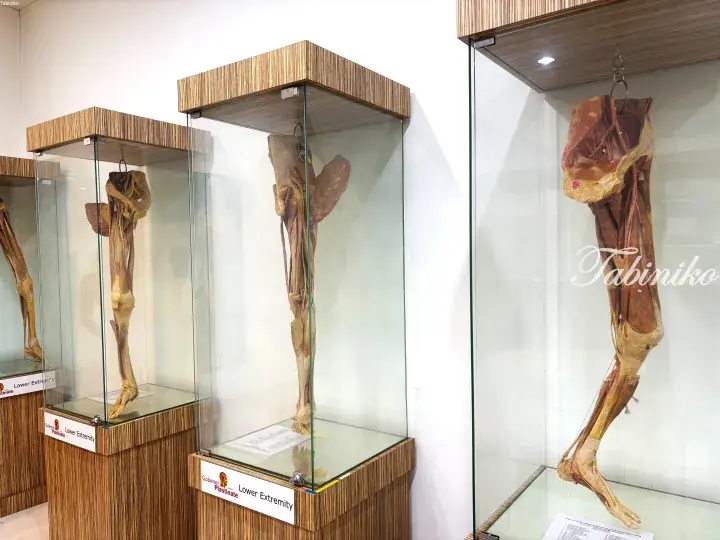 Anatomical lower extremity plastinated specimens displayed in glass cases at Gubener Plastinate museum.