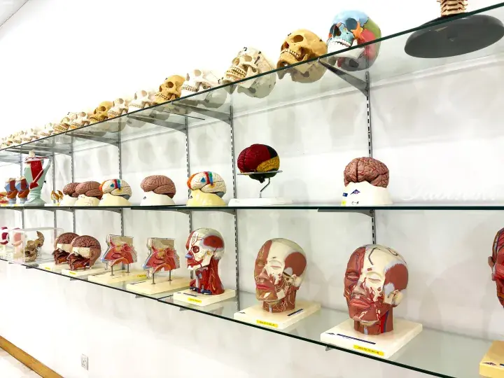 Glass display shelves featuring anatomical models of human skulls, brains, and facial muscles in a medical or educational setting.