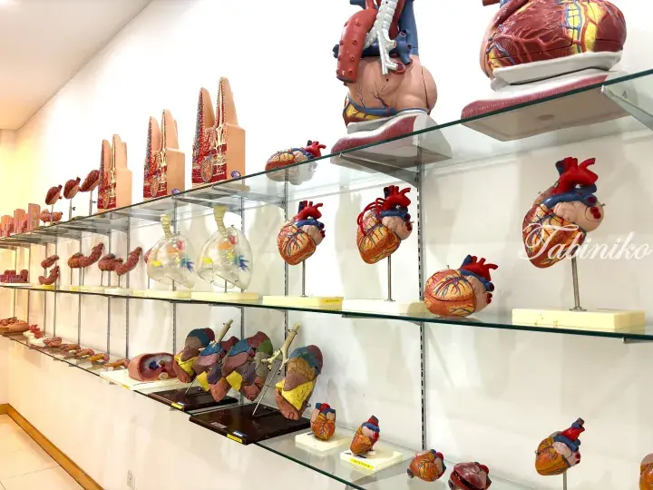 Glass display shelves featuring detailed anatomical models of human organs including hearts, lungs, and liver.