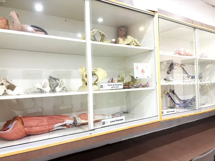 Anatomy models of the pelvis, lower extremity, and upper extremity displayed in a glass cabinet at SEGi University.