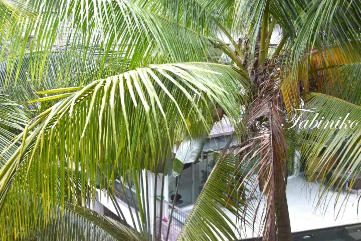 Lush palm fronds framing a modern property balcony with glass walls and outdoor seating.