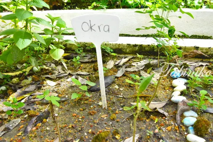 White garden label marked ‘Okra’ planted in a raised concrete bed surrounded by green plants and scattered dry leaves.