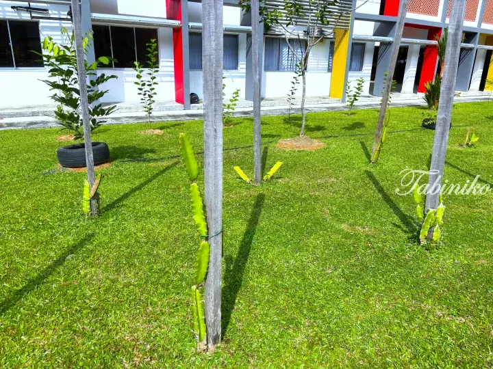 Young dragon fruit plants climbing wooden posts on a green lawn outside a modern white building with red and yellow accents.