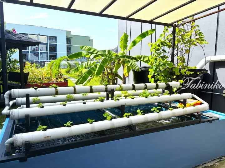 AquaTropica’s hydroponic system with white PVC pipes growing young plants over a water tank, set in a lush garden.