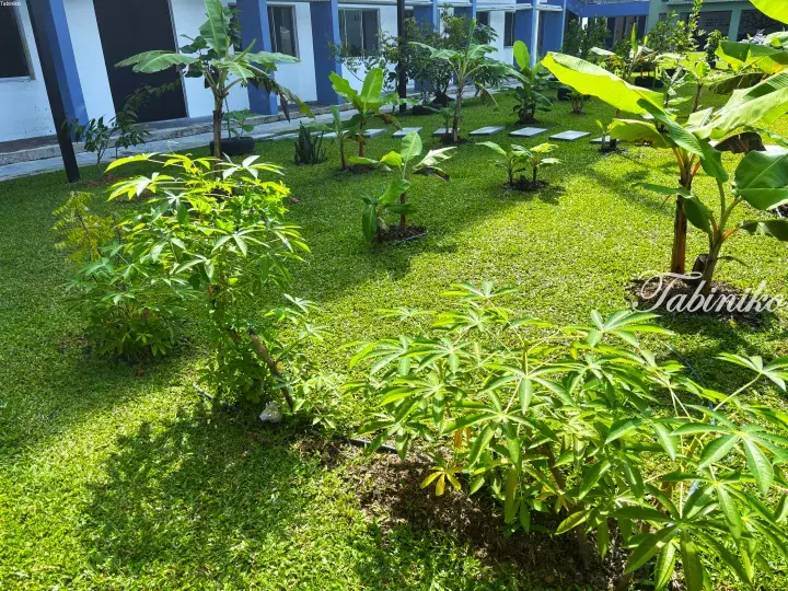 Lush garden with banana and cassava plants in front of a blue and white building.