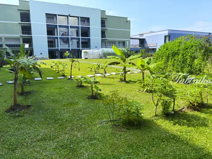 Green campus with banana trees and stepping stones in front of a modern school building.