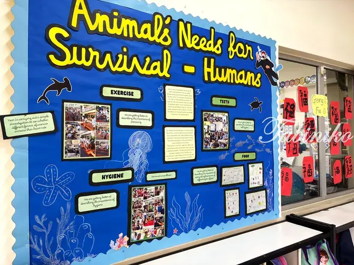 Classroom bulletin board titled ‘Animal’s Needs for Survival - Humans’ displaying student work on exercise, hygiene, teeth, and food.