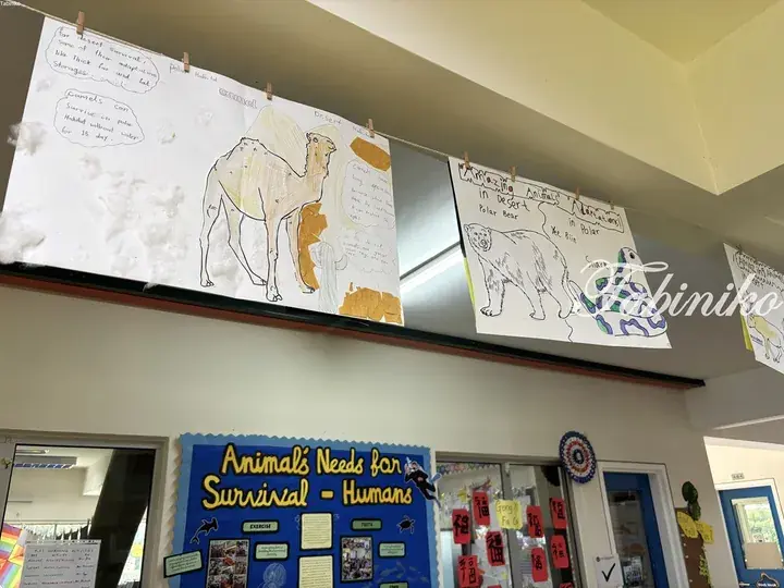 Classroom display featuring student drawings of a camel and polar bear illustrating animal adaptations for desert and polar survival.