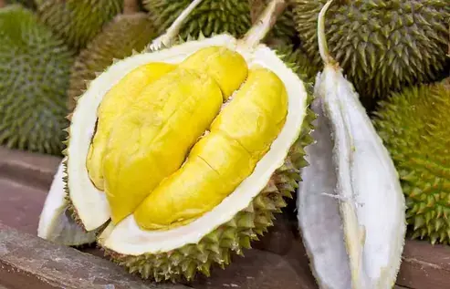 【Property News】Malaysia and Japan to jointly develop durian production