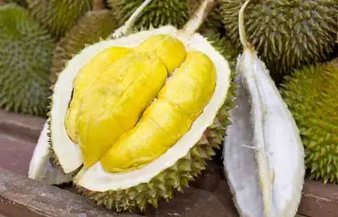 【物業新聞】馬來西亞與日本 榴槤產地共同開發