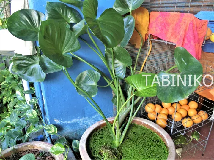 水蕨が浮かぶ鉢植えのハート型葉植物と、オレンジが詰まったワイヤーバスケット。