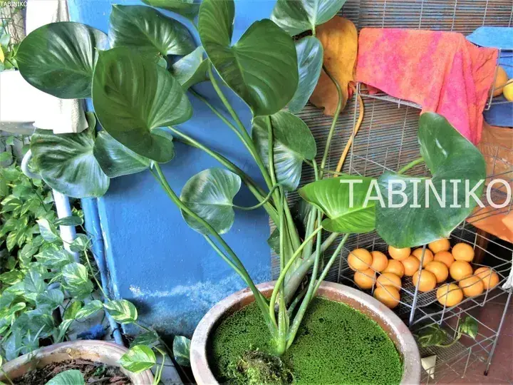 Heart-shaped Philodendron leaves in a pot with duckweed, next to a wire basket filled with oranges.