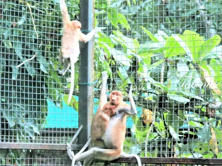 Proboscis monkeys resting and climbing in a wire enclosure surrounded by lush green foliage.