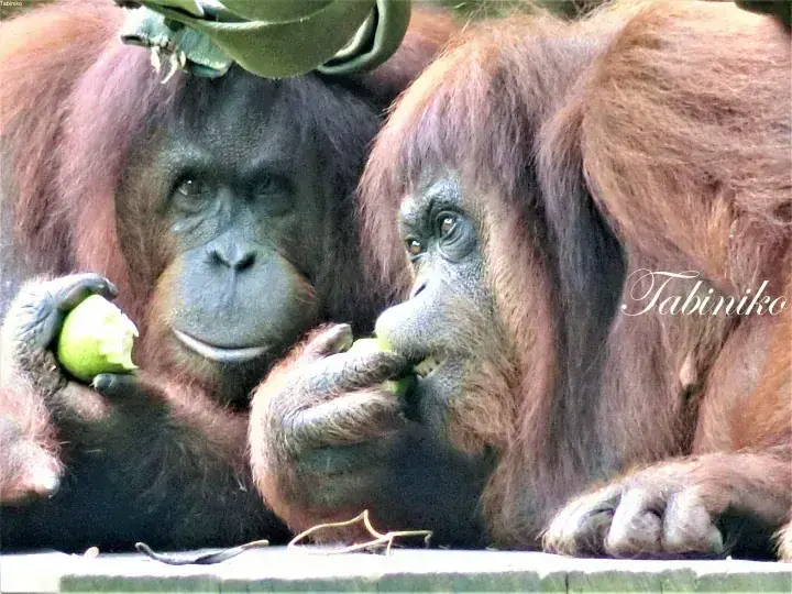 [Kota Kinabalu] 3-Day, 2-Night Sightseeing Guide: Day 3 – Recommended Sunday Market and Zoo for Families!