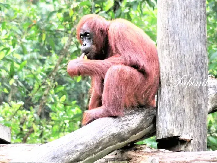 Orangutan sitting on wooden logs in lush greenery at Sepilok Orangutan Rehabilitation Centre.