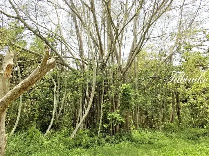 枝が伸びる高木と緑豊かな下草が生い茂るマレーシアの森の風景。