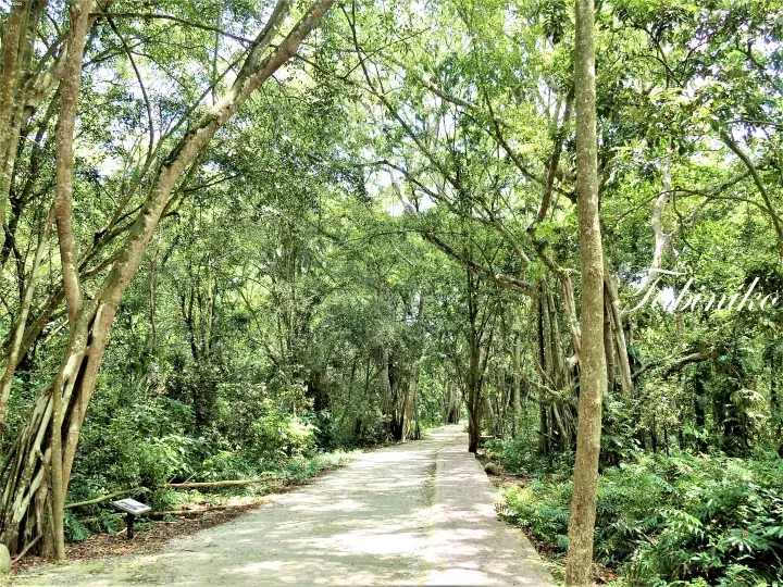 Lush green trees and dense foliage creating a natural canopy in a Malaysian forest setting.