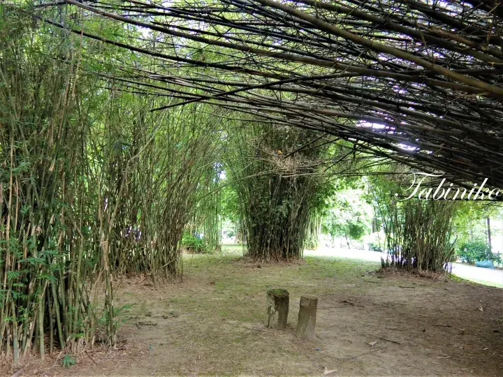 A tunnel formed by leaning bamboo stalks creating a shaded walkway in a lush green garden setting.