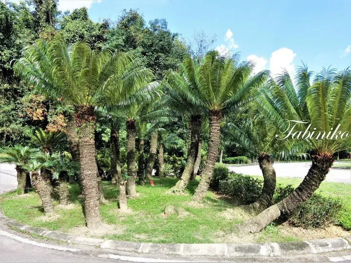 Lush green trees lining a pathway in a sunny Malaysian park under a blue sky
