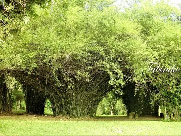 マレーシアの庭園で芝生の小道を覆うように自然のトンネルを形成する緑豊かな竹林。