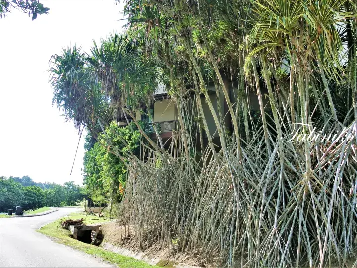 Close-up of Dracaena marginata prop roots forming a natural lattice structure in a lush tropical garden setting.