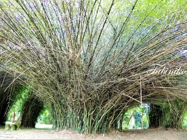 Lush green bamboo grove forming a natural tunnel arch over a grassy path in a Malaysian garden setting.