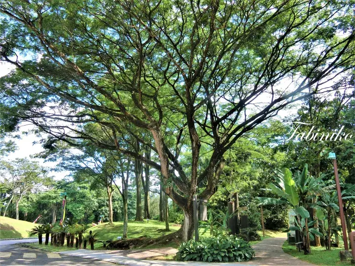 A large sprawling tree shades a paved walkway in a lush tropical garden setting.