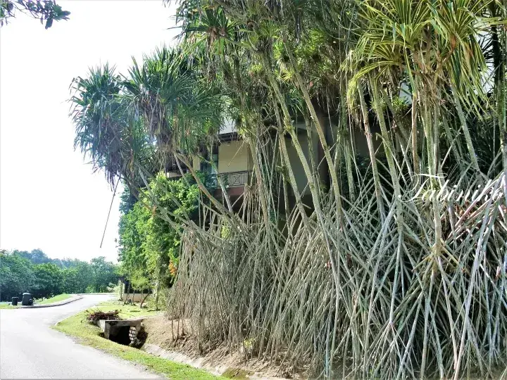 マレーシアの静かな道路沿いに生い茂る熱帯植物と建物のバルコニー。