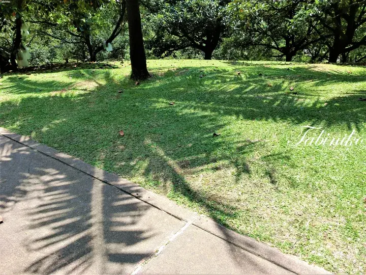 Sun-dappled green lawn and concrete pathway in a park, with shadows of palm fronds cast across the grass.