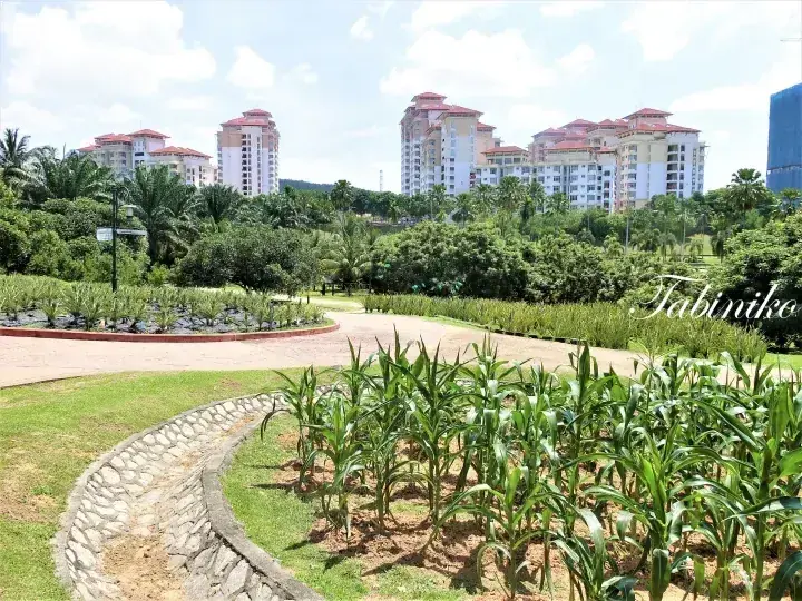 背景に高層住宅が見える緑豊かなコーン畑と整備された庭園の風景。