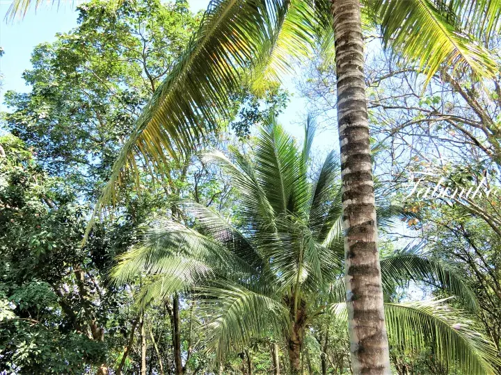 Taman Warisan Pertanian Putrajaya (Agriculture Heritage Park)【Travel to Malaysia】