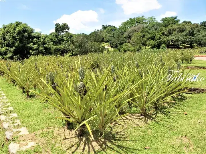 青空の下、緑豊かな農園で育てられたパイナップルの植栽。