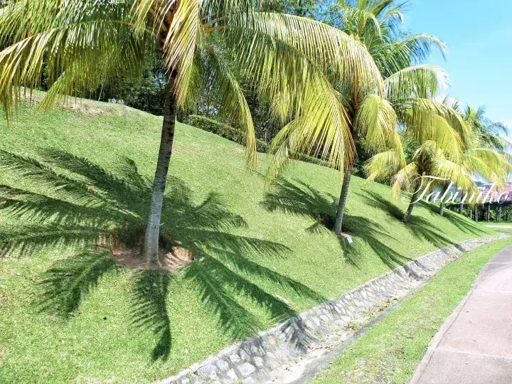マレーシアのトロピカルな風景で、舗装された歩道沿いの緑豊かな斜面に並ぶヤシの木と影。