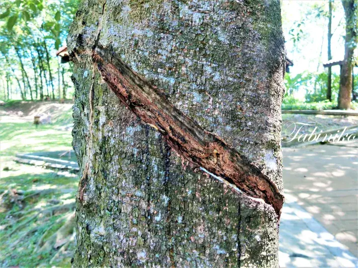 Close-up of a tree trunk with a diagonal cut revealing inner wood, set against a park background with greenery and a pathway.