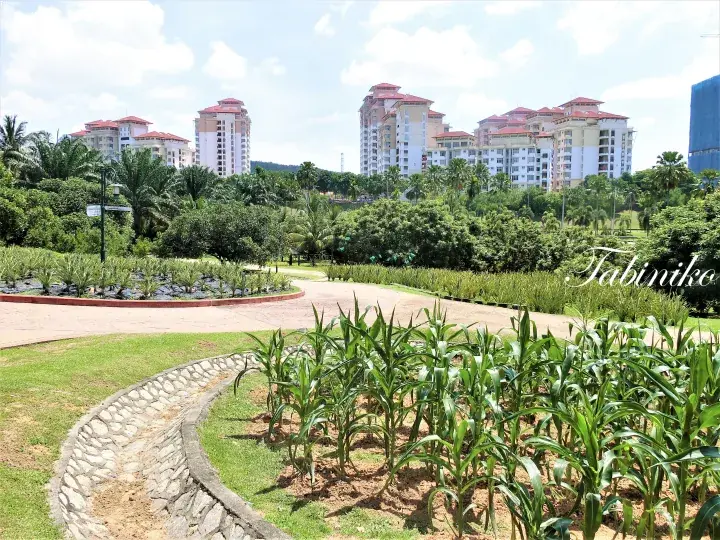 Lush green corn plants in a landscaped garden with modern residential towers in the background.