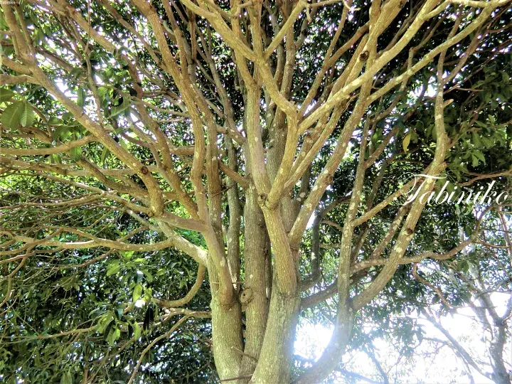 Close-up view of a tree trunk with sprawling branches and green leaves against the bright sky.