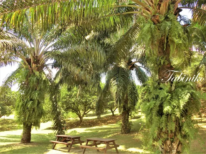 Palm trees with ferns and picnic tables in a sunny tropical garden at Tabiniko.