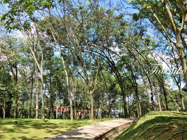 A paved walkway winds through a lush green park with tall trees and grassy slopes under a blue sky.