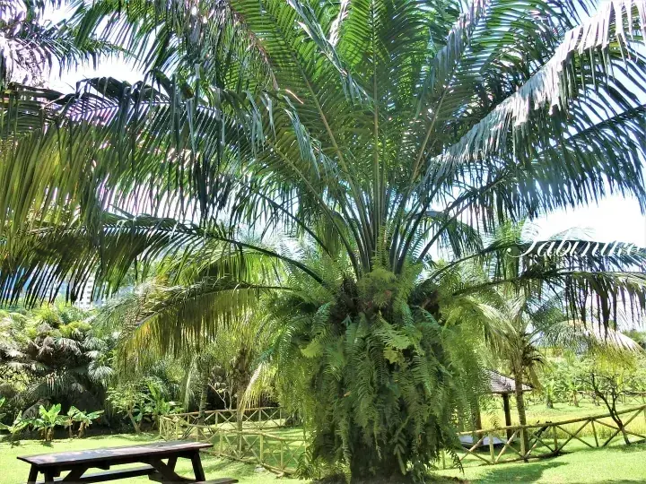 木製ピクニックテーブルとフェンスがある熱帯庭園のヤシの木とシダ植物。
