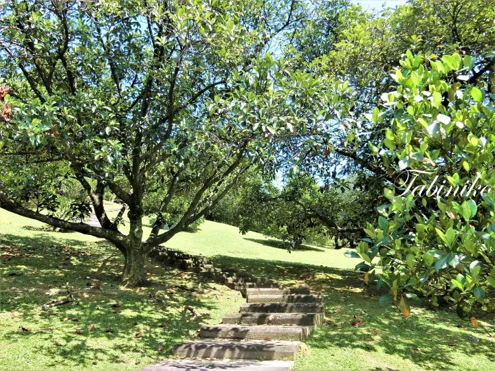 Stone steps winding through a lush green garden with trees and sunlight in Malaysia