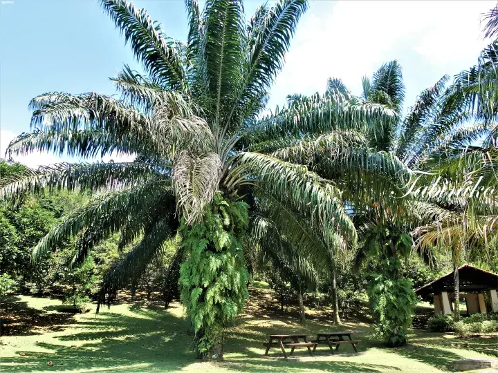 Tall oil palm trees with hanging ferns in a lush green park setting with picnic tables and a gazebo.