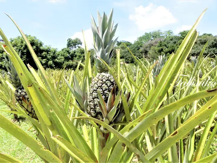 Fresh pineapples growing in a lush plantation under a bright blue sky in Malaysia.