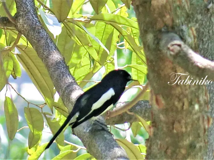 A black and white magpie robin perched on a tree branch surrounded by green leaves.