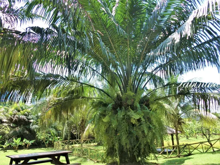 Lush palm tree with ferns in a tropical garden setting featuring a wooden picnic table and rustic fence.