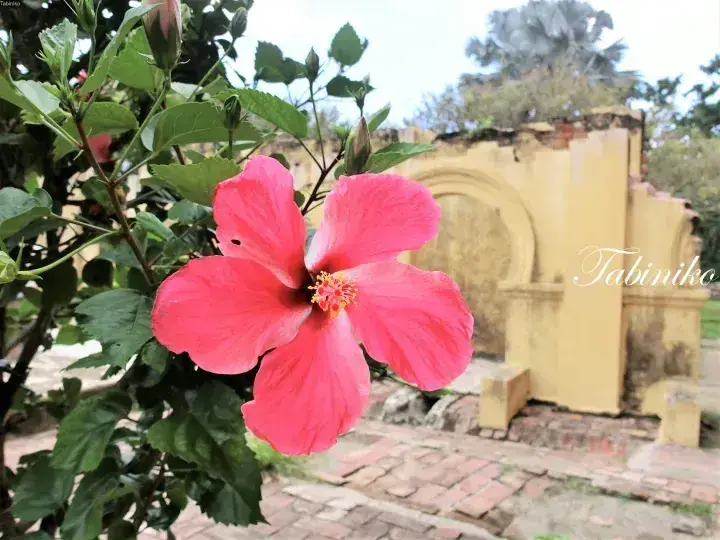 A vibrant pink hibiscus flower blooms in the foreground with a historic yellow stone structure in the background.
