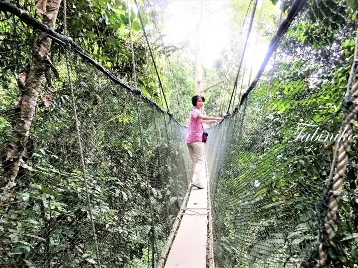 一位女士走在架设在茂密热带雨林上方的狭窄树冠步道上。