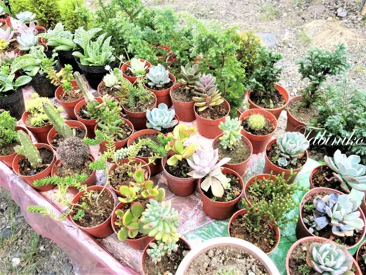 A collection of potted succulents and small plants arranged on a table at an outdoor plant market.