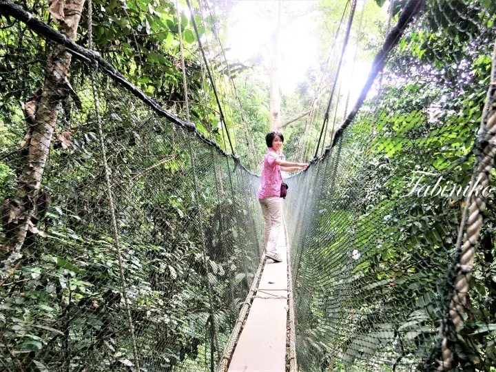 A woman walks along a narrow canopy walkway suspended high above the lush green rainforest floor.