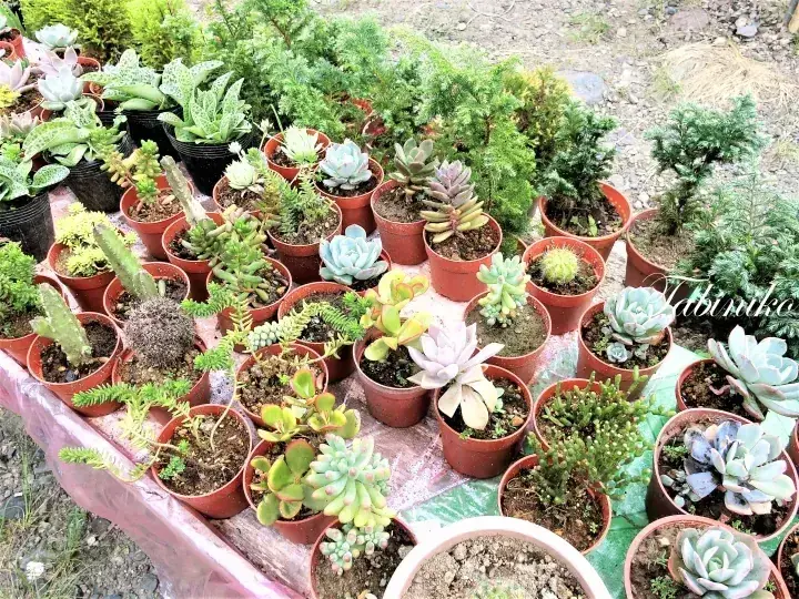 户外植物市场上桌上摆放的盆栽多肉植物和小植物集合。